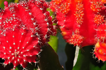 Image showing Cactus