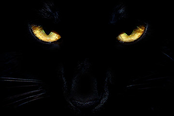 Image showing Black Cat Eyes