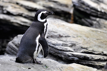 Image showing Magellanic Penguin