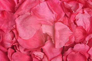 Image showing Rose Petals