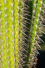 Image showing Cactus