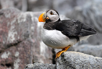 Image showing Atlantic Puffin