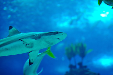 Image showing Blacktip reef shark