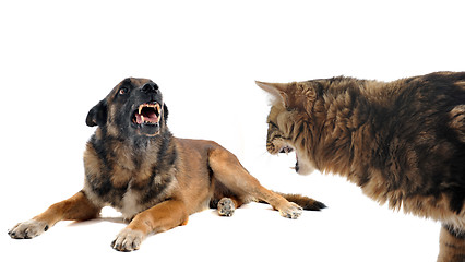 Image showing angry malinois and cat