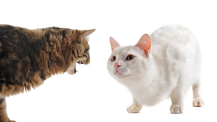 Image showing conflict between cats