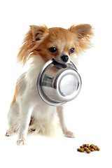 Image showing puppy chihuahua and food bowl