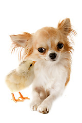 Image showing chihuahua and chick