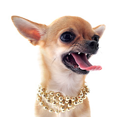 Image showing angry chihuahua