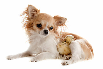Image showing chihuahua and chick