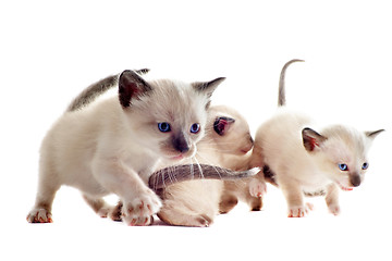 Image showing Siamese kitten