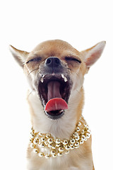 Image showing yawning chihuahua with pearl collar