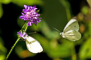 Image showing Green-veined white flying to reproduction