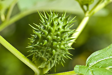 Image showing thornapple of jimson weed