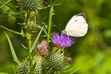 Image showing Small white, Pieris rapae