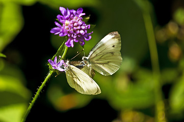 Image showing Green-veined white during reproduction