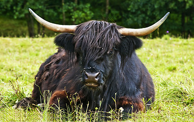 Image showing scottish highland ox