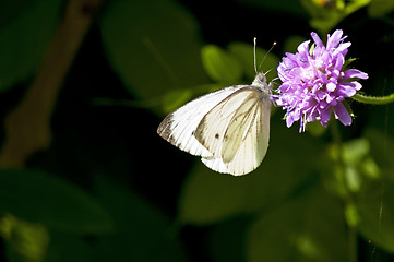 Image showing Small white, Pieris rapae