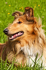 Image showing Collie dog