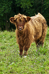 Image showing scottish highland calve