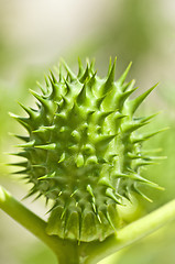 Image showing thornapple of jimson weed