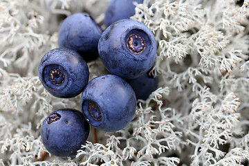 Image showing Close up of Bilberries on Cladonia Lichen