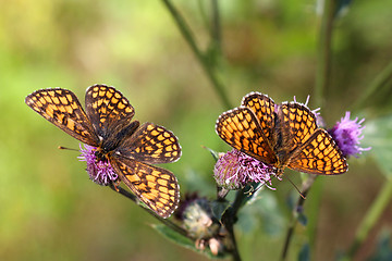 Image showing Two Heath Fritillary butterflies feeding on flowers