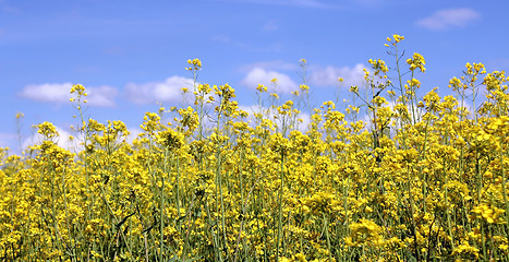 Image showing Rapeseed Field and Blue Sky