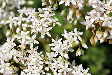 Image showing White flowers of Sedum album (White Stonecrop)