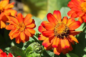 Image showing Colorful Tagetes Patula (French Marigold) Flowers