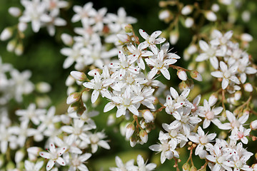Image showing White flowers of Sedum album (White Stonecrop)