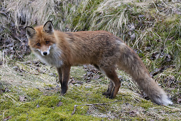 Image showing red fox