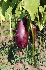 Image showing eggplants in the garden
