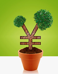 Image showing Money tree 