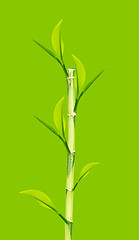 Image showing Green Bamboo 