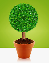 Image showing Small green tree