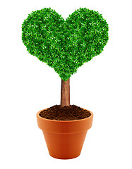 Image showing Small green tree