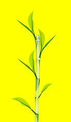Image showing Green Bamboo 