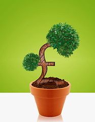 Image showing Money tree 