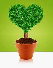 Image showing Small green tree