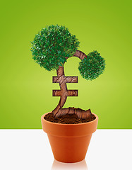 Image showing Money tree 