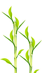 Image showing Green Bamboo 