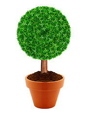 Image showing Small green tree