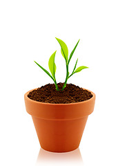 Image showing House plant 