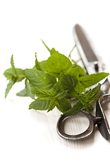 Image showing Mint leaves