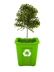 Image showing Maple tree growing in recycle bin