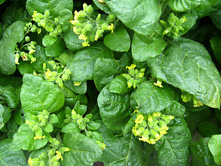 Image showing Flowers of tobacco