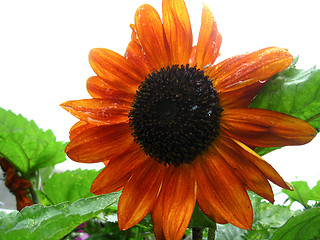 Image showing beautiful yellow  sunflower