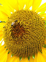 Image showing beautiful yellow  sunflower