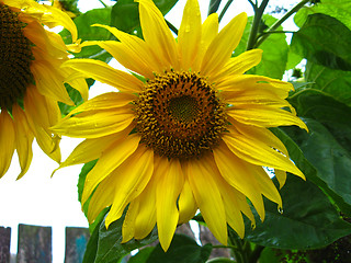 Image showing beautiful yellow  sunflower