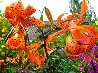 Image showing beautiful redheaded lilies